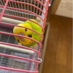 セキセイインコ逃がしてしまいました