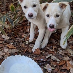 急いでいます⚠️子犬の里親募集！　白っぽいベージュ2匹（オスメス）