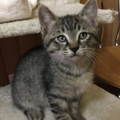オスのキジ子猫3兄弟。里親さん決定！