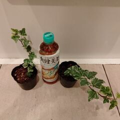 斑アイビー中