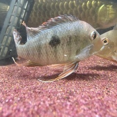 レッドゲオファーガス2匹
