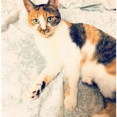 #迷子猫 #宮城県 #大崎市 #拡散希望