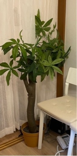 観葉植物★造花・フェイク★