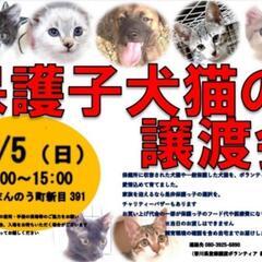 譲渡会を開催します