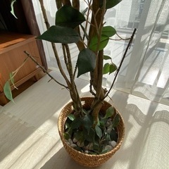インテリア観葉植物（フェイク）の画像
