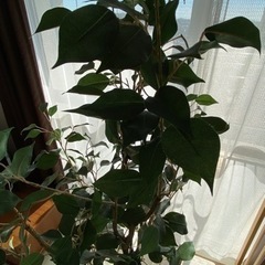 インテリア観葉植物（フェイク）