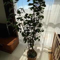 インテリア観葉植物（フェイク）の画像