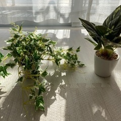 インテリア観葉植物（フェイク）の画像