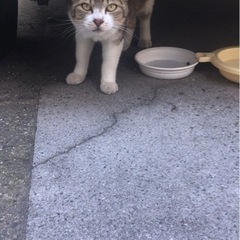 野良猫さんへの援助