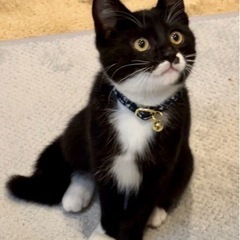 飼い主様決まりました。問い合わせ頂いた方ありがとう御座います。
