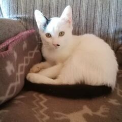 元気いっぱい4ヶ月の女の子里親募集