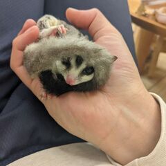 フクロモモンガ
