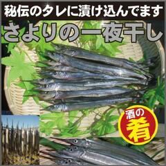 12月頃終了予定！ サヨリ 希少品 2