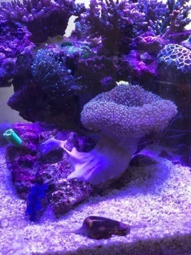 海水魚　サンゴ　ウミキノコ　ソフトコーラル