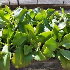 多肉植物　子宝草　元気に育っていますの画像
