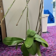 胡蝶蘭 花が落ちたもの