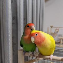 コザクラインコ♂2羽(3才)