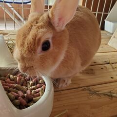 ネザーランドドワーフ　ウサギ
