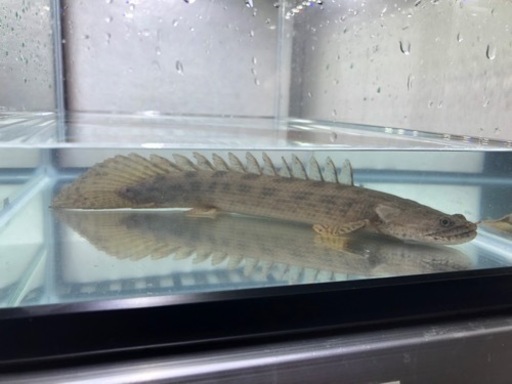 ポリプテルスアンソルギー　約30センチ　ギニア産