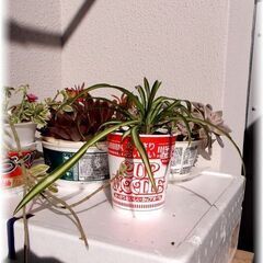 【観葉植物】スパイダープラント／オリヅルラン_カップヌードル鉢カ...