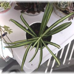 【観葉植物】スパイダープラント／オリヅルラン_カップヌードル鉢カバー入りA-TYPEの画像