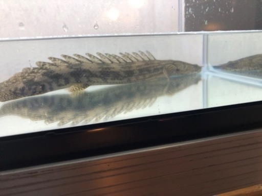ポリプテルスビキールコリバ　約26センチ　コウロントン産