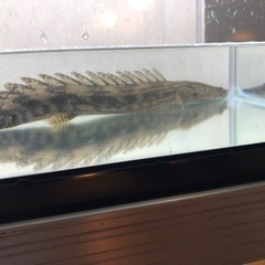 ポリプテルスビキールコリバ　約26センチ　コウロントン産の画像