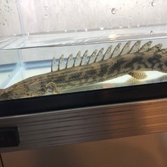 ポリプテルスビキールコリバ　約26センチ　コウロントン産の画像