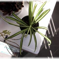 【観葉植物】スパイダープラント／オリヅルラン_カップヌードル鉢カバー入りB-TYPEの画像