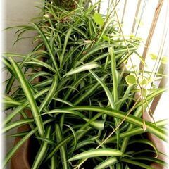【観葉植物】スパイダープラント／オリヅルラン_カップヌードル鉢カバー入りB-TYPEの画像