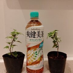 斑アイビー小