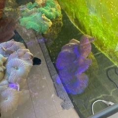 海水魚　ヒメシャコガイ（メタリック)