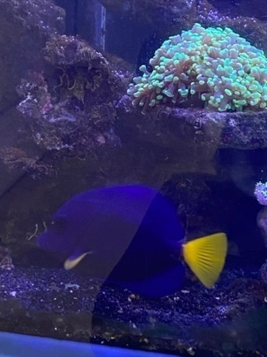 海水魚　パープルタン　約12〜3センチ