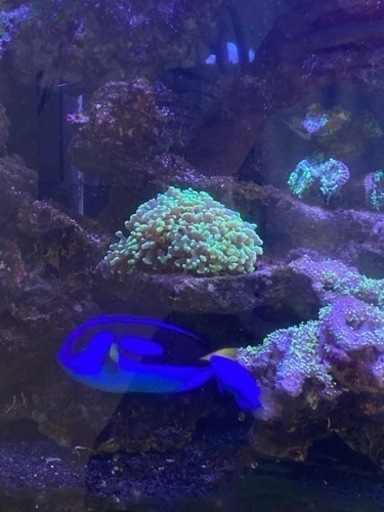 【値下げ！】海水魚　ナンヨウハギ　約13〜4センチ