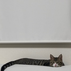 元気な男の子(7ヶ月)、兵庫の方。