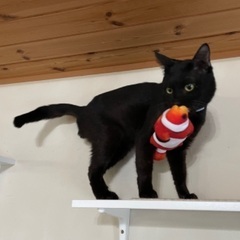 ＊里親決まりました＊【人馴れ抜群】推定6〜7歳の黒猫男子　エイズ...