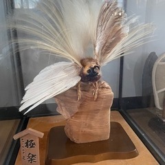 極楽鳥の剥製 - 家具