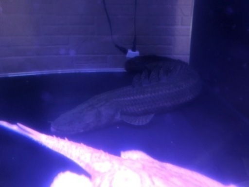 ポリプテルスビキールビキールWild個体約65くらい