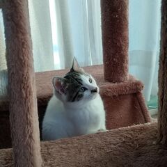 キジ白の兄　生後3ヶ月