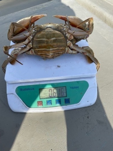 浜名湖　ドウマン蟹　(ノコギリガザミ)