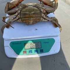 浜名湖　ドウマン蟹　(ノコギリガザミ)