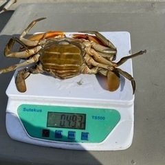 浜名湖　ドウマン蟹　(ノコギリガザミ)の画像