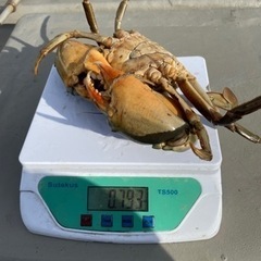 浜名湖　ドウマン蟹　(ノコギリガザミ)の画像