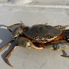 浜名湖　ドウマン蟹　(ノコギリガザミ)の画像