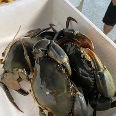 浜名湖　ドウマン蟹　(ノコギリガザミ)の画像