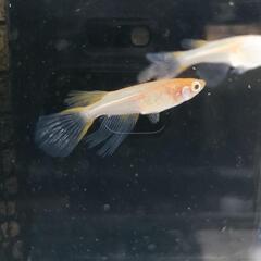卑弥呼メダカの卵20個❇️めだかの画像
