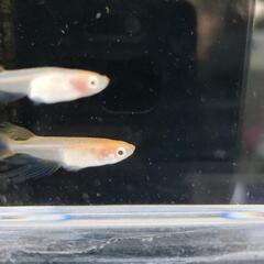卑弥呼メダカの卵20個❇️めだかの画像