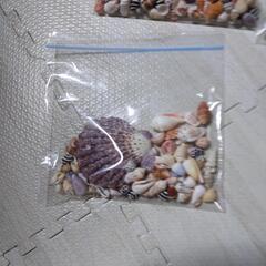 沖縄の貝20％おふ！