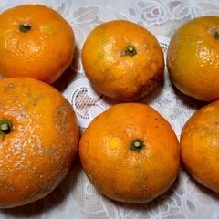 青島みかんB級　2キロ