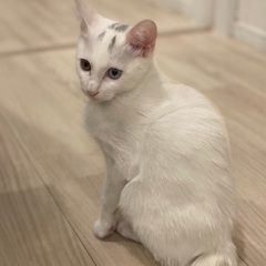 白猫オッドアイ君　生後4ヶ月です( ¨̮ )の画像